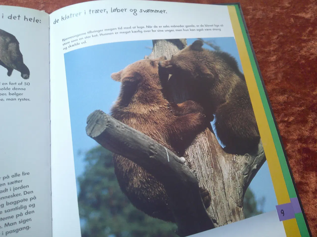 Billede 4 - Den lille bjørn, Valérie Guidoux