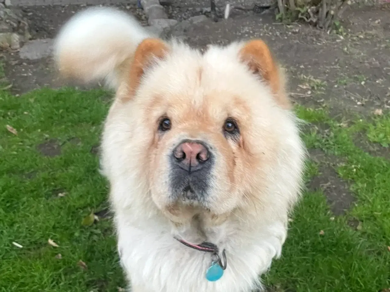 Billede 1 - Chow Chow hvalpe 