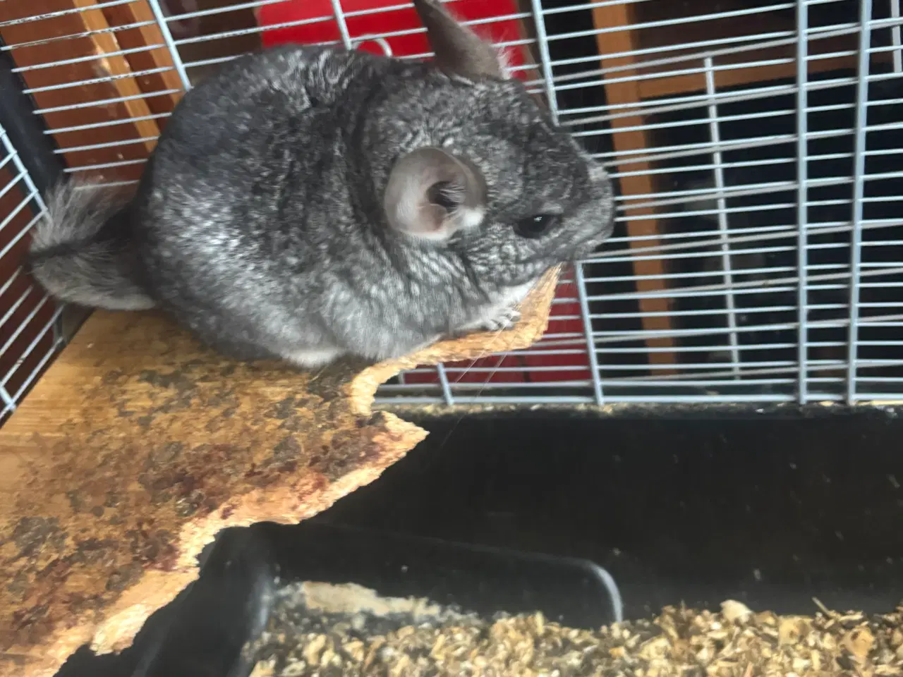 Billede 4 - To drenge chinchilla 