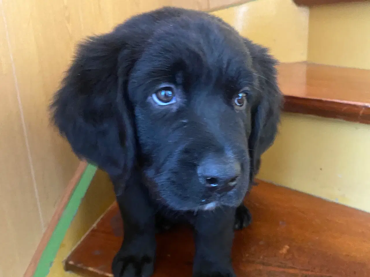 Billede 3 - Labrador x rottweiler 
