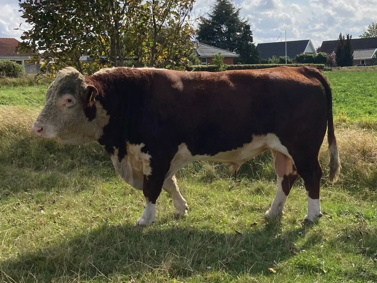 Billede 2 - Hereford tyr sælges 