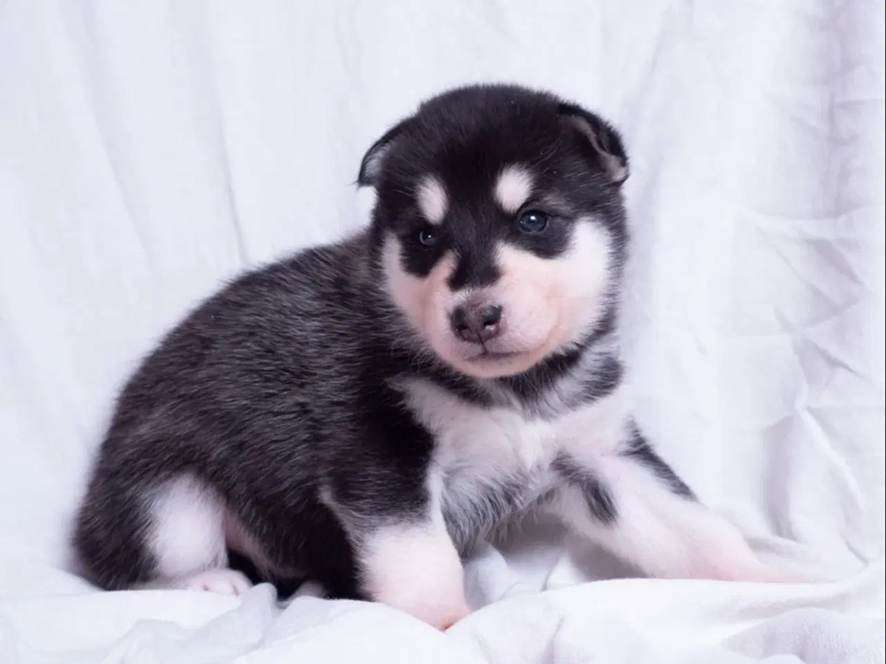 Billede 3 - Alaskan Husky/malamute hvalpe