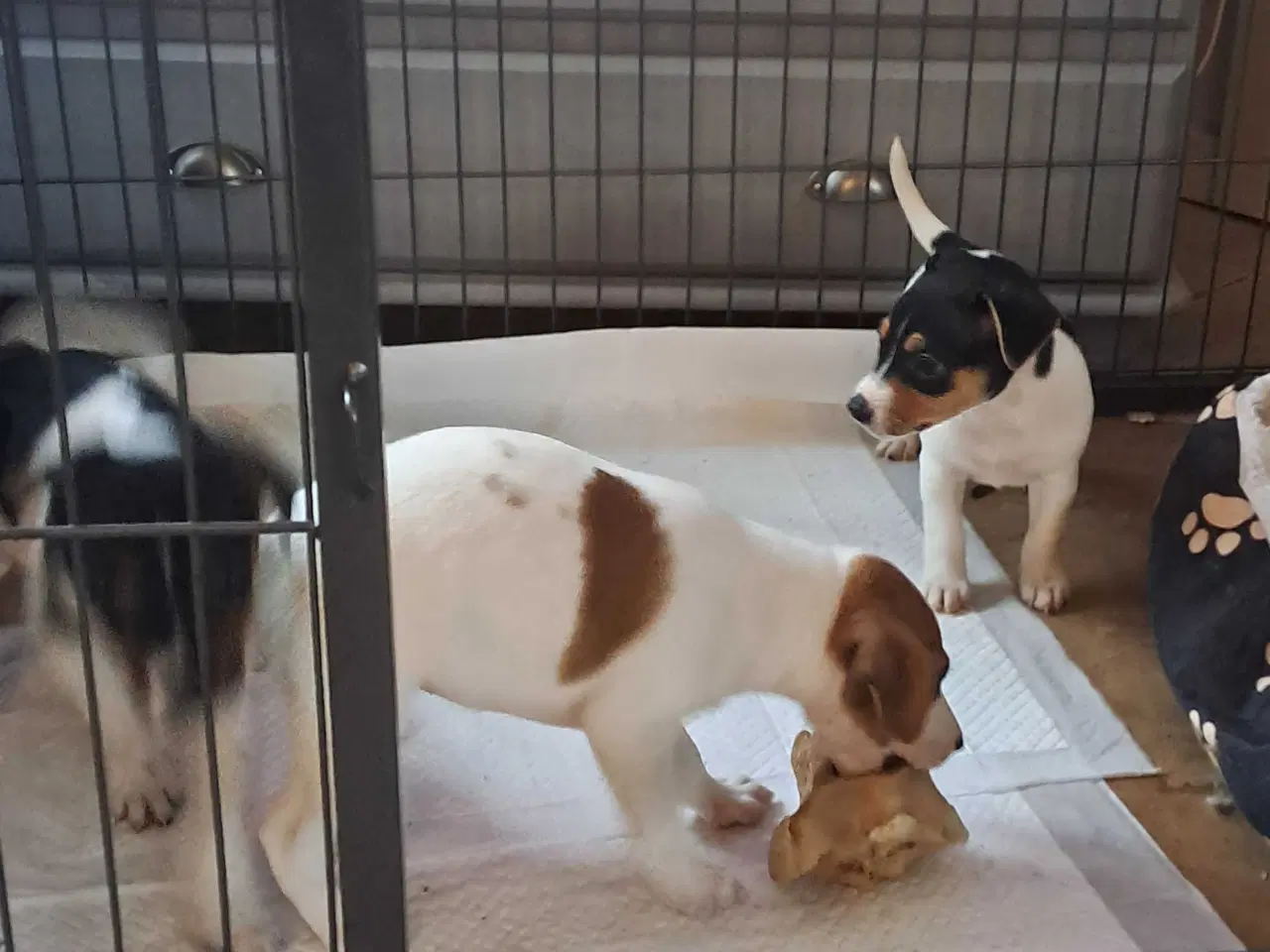 Billede 3 - Dansk svensk gårdhund hvalpe