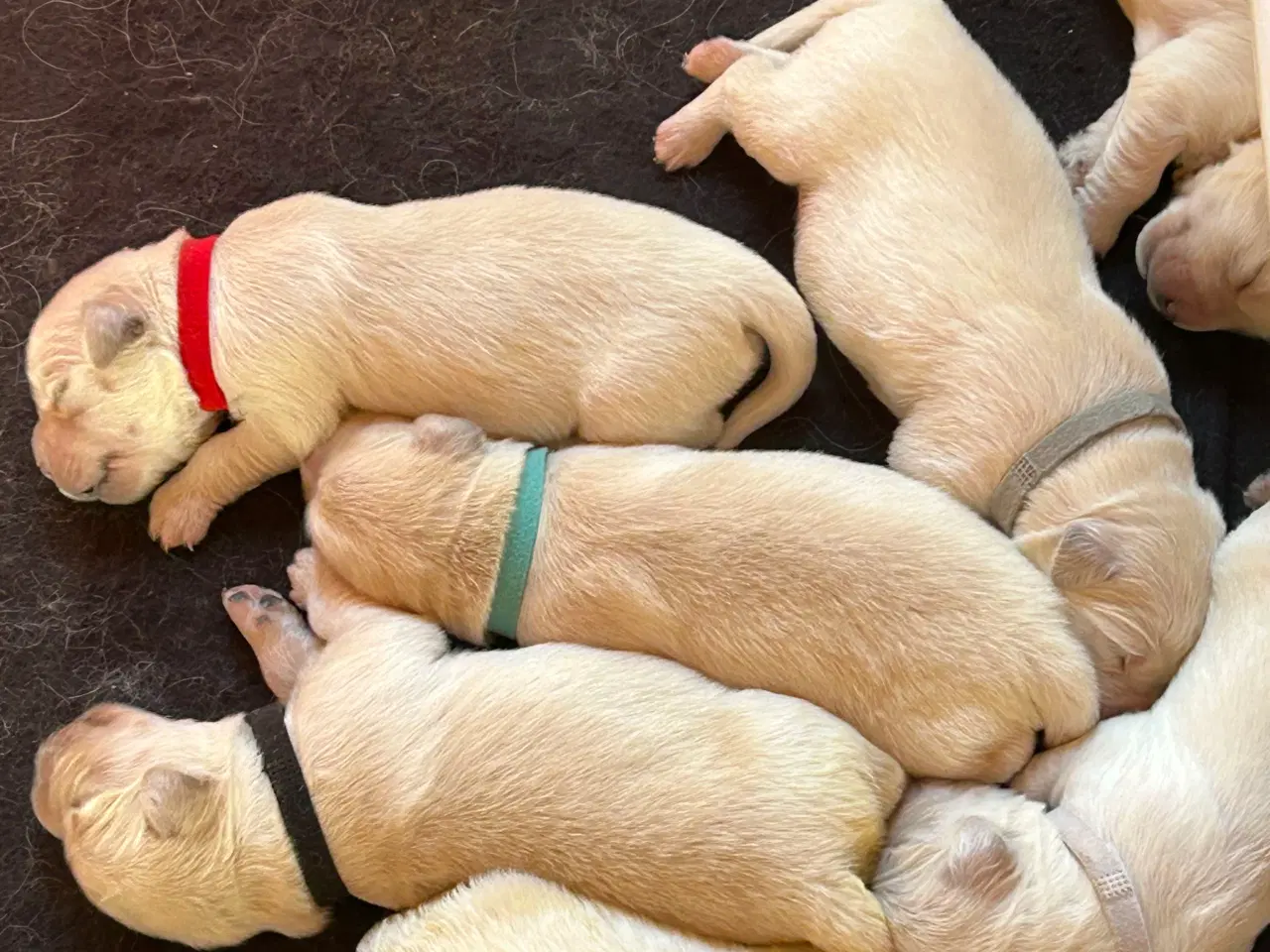 Billede 2 - Golden Retriver hvalpe
