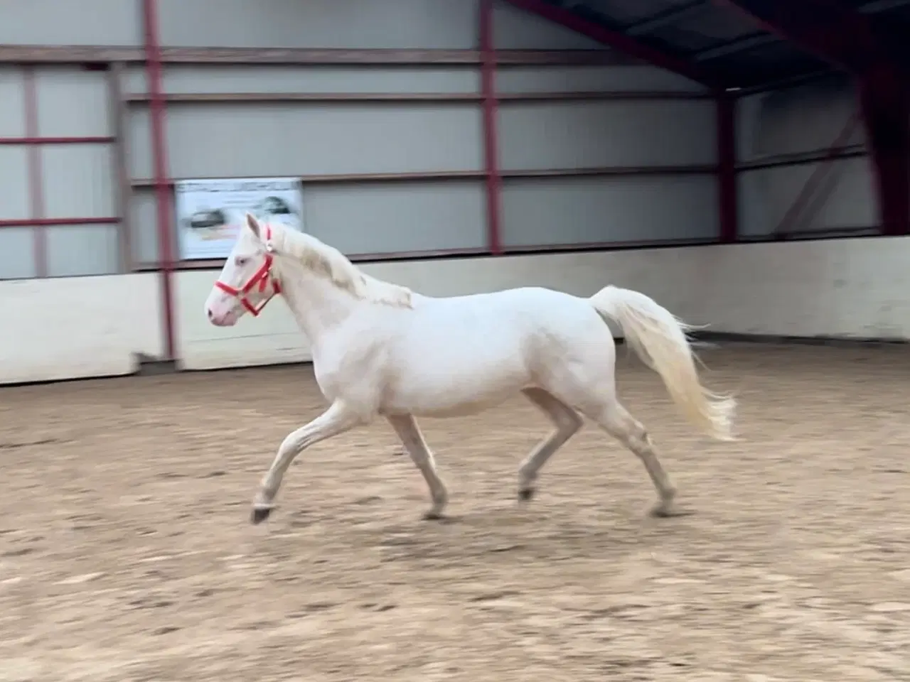 Billede 3 - Cremello pony 