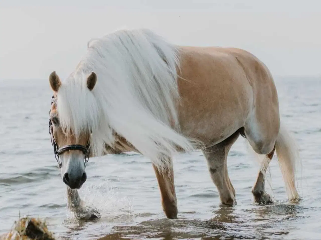 Billede 6 - Haflinger hoppe til avl eller hygge 
