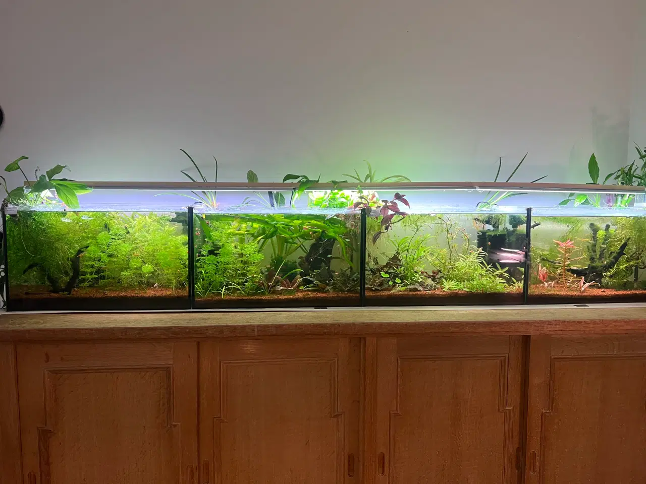 Billede 4 - Fire ens 45 liters akvarier på møbel hvis ønskes