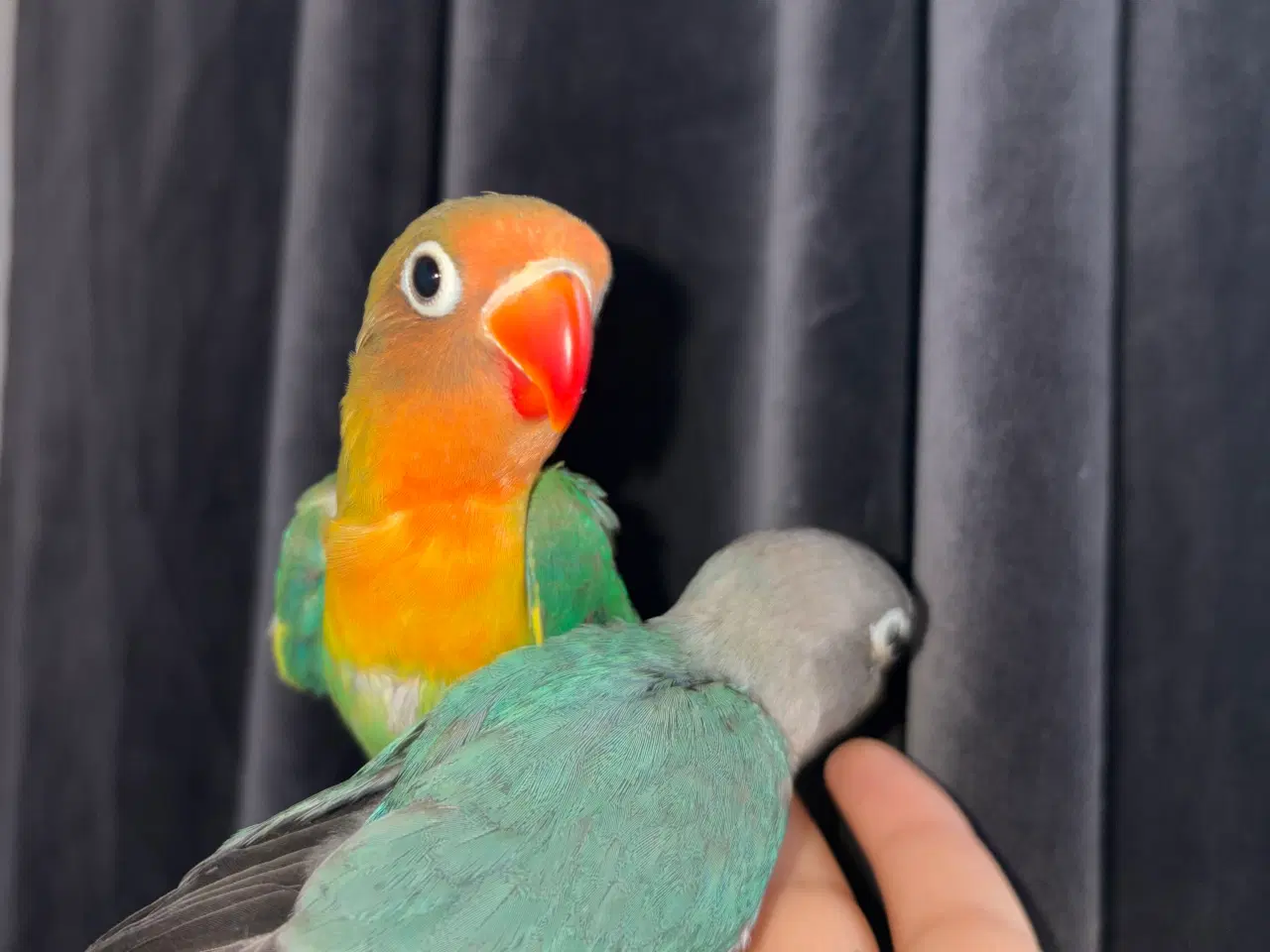 Billede 1 - Fugle Dværgpapegøje