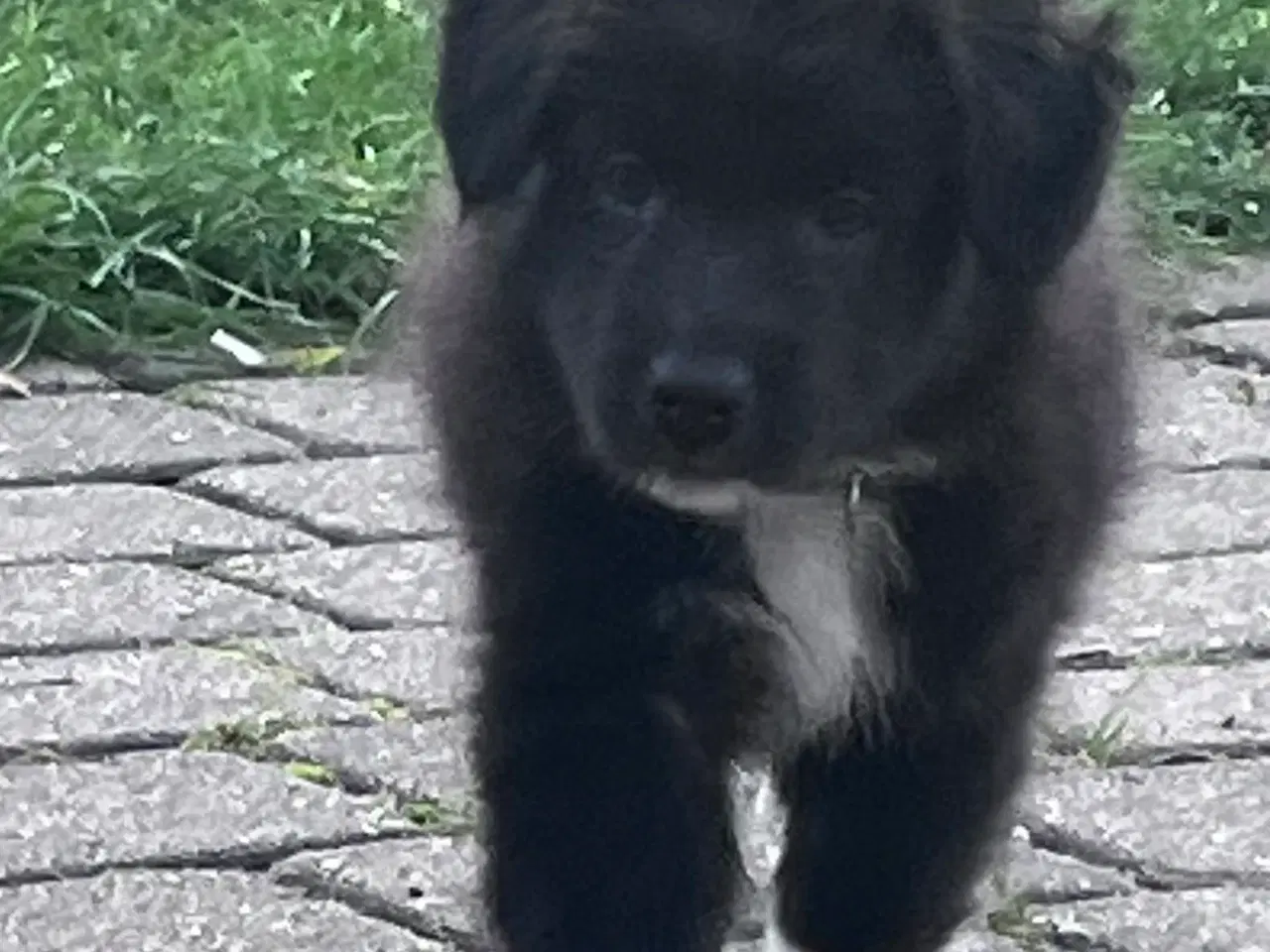 Billede 5 - Islandske fårehund med Australien shephard og DSG