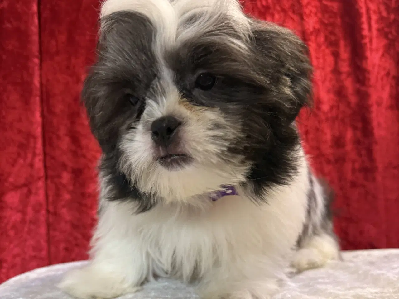 Billede 9 - Rejseklar Shih tzu-mor/ Coton de Tulear-far