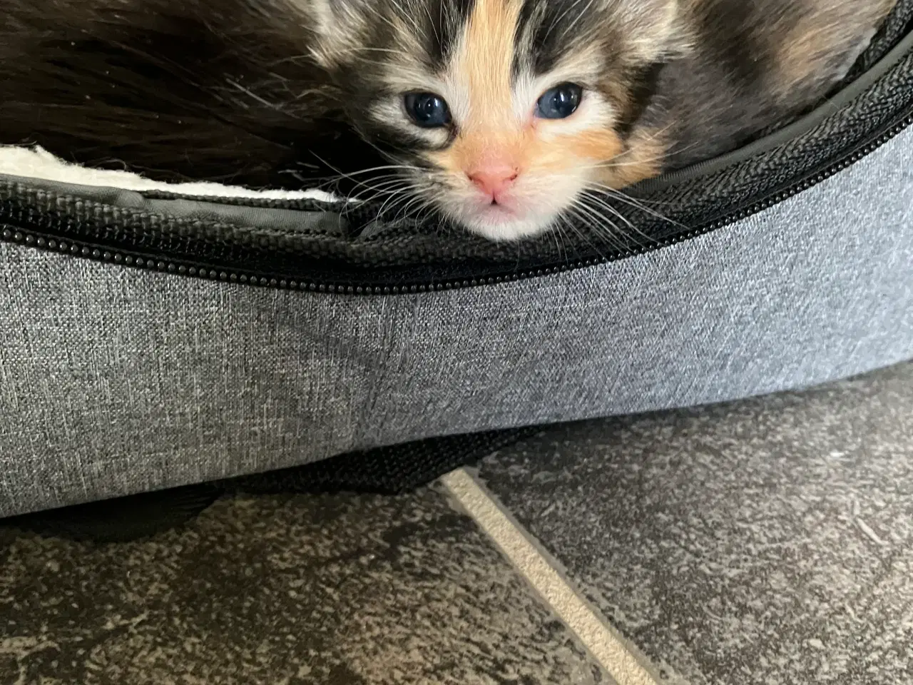 Billede 1 - Fineste Maine Coon hunkat