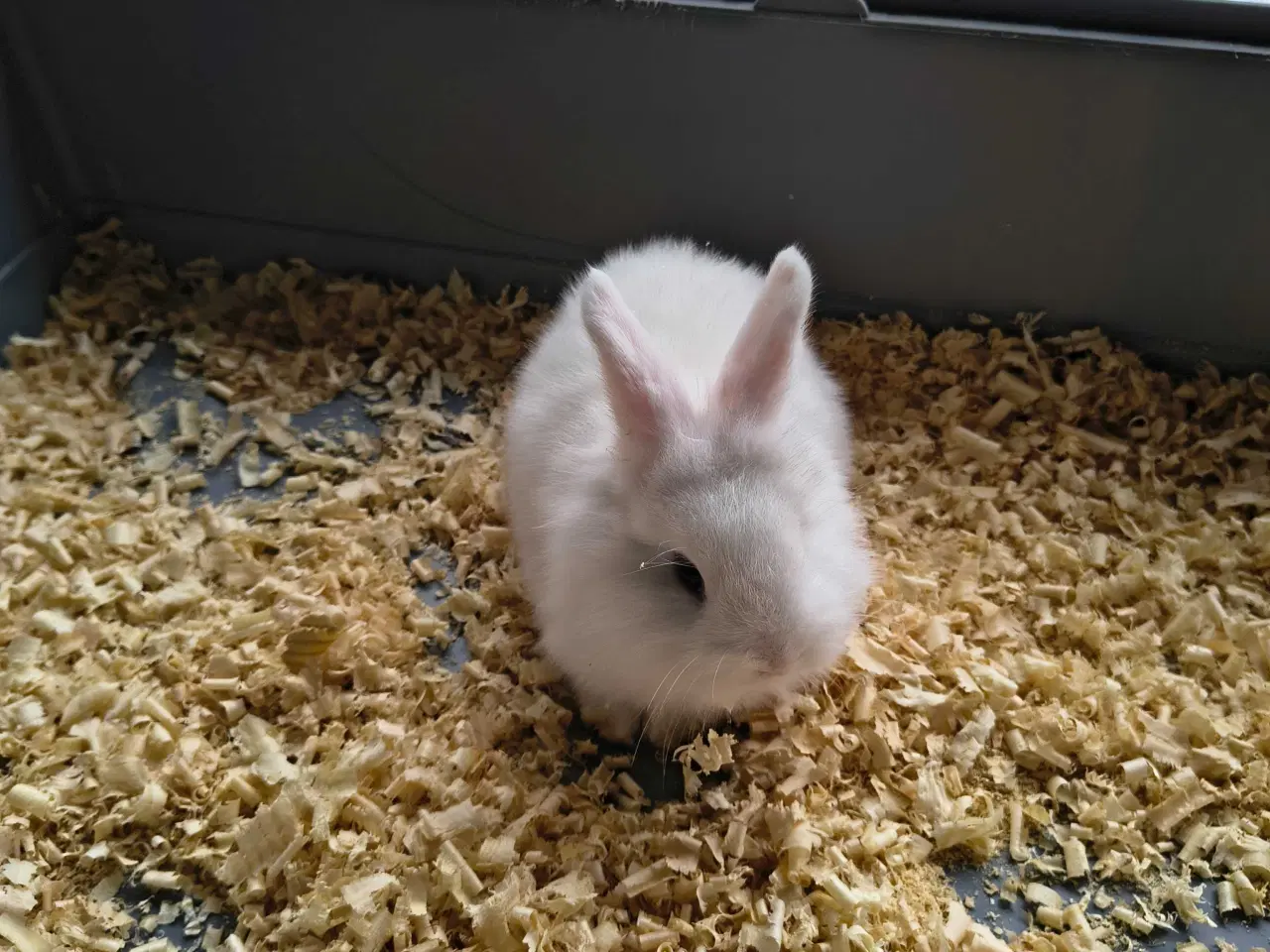 Billede 1 - Dværg vædder løvehoved 