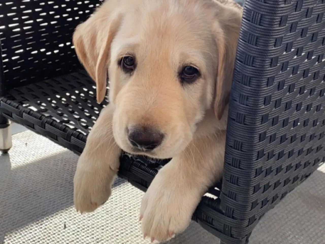 Billede 1 - Lys labrador 2.5 år tilbydes til avl 