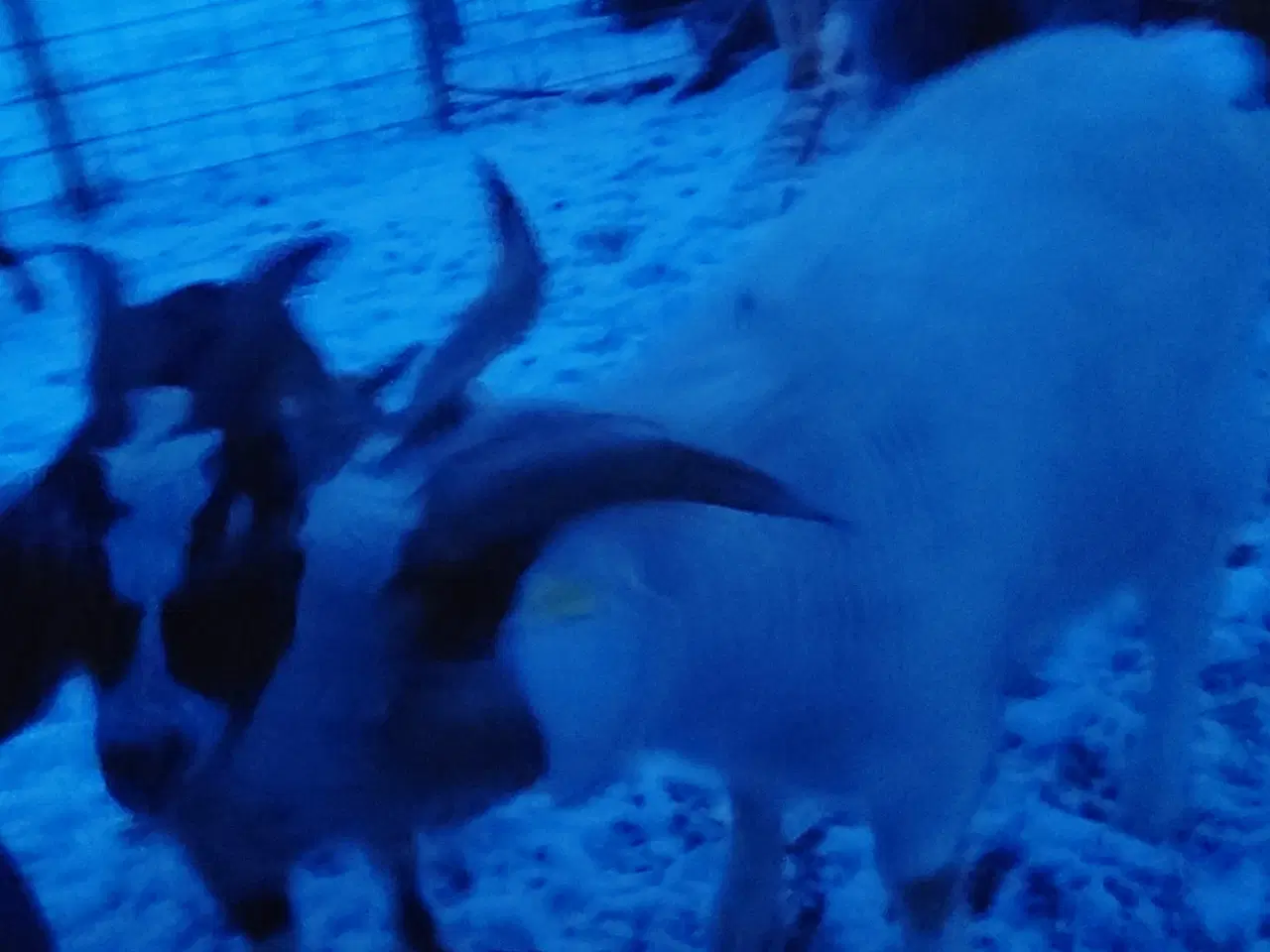 Billede 1 - Geder sælges 