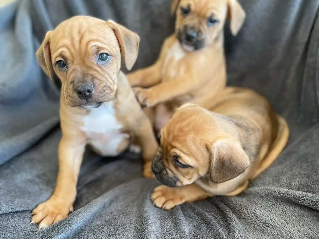 Billede 7 - Fransk-Dansk