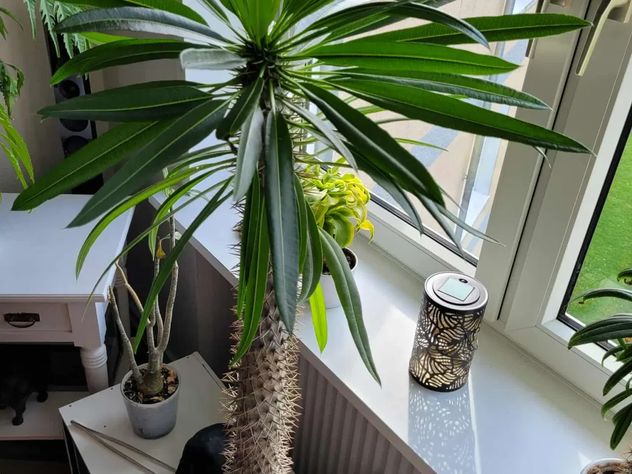 Billede 2 - Høj Kaktus 1.2 m