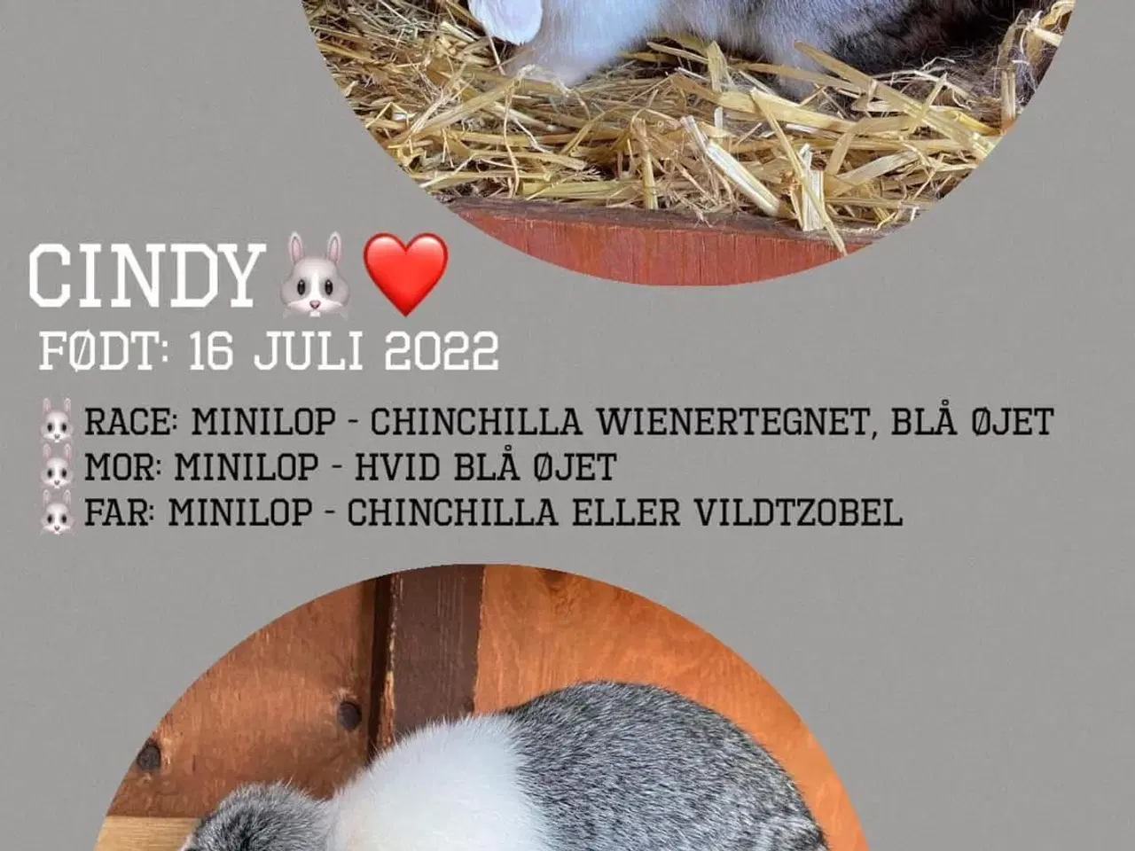 Billede 4 - Minilop hun med det hele til 