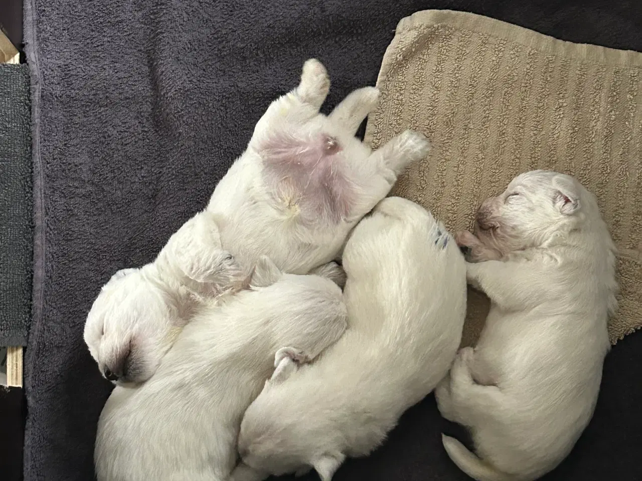 Billede 2 - West highland White terrier 