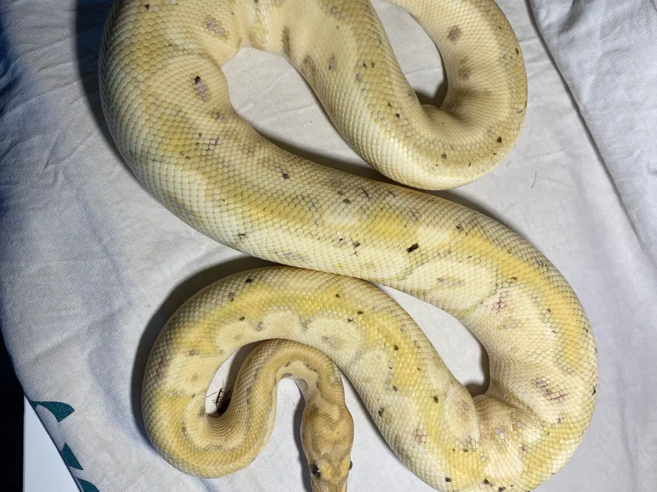 Billede 1 - 1.0 Banana Clown female maker .