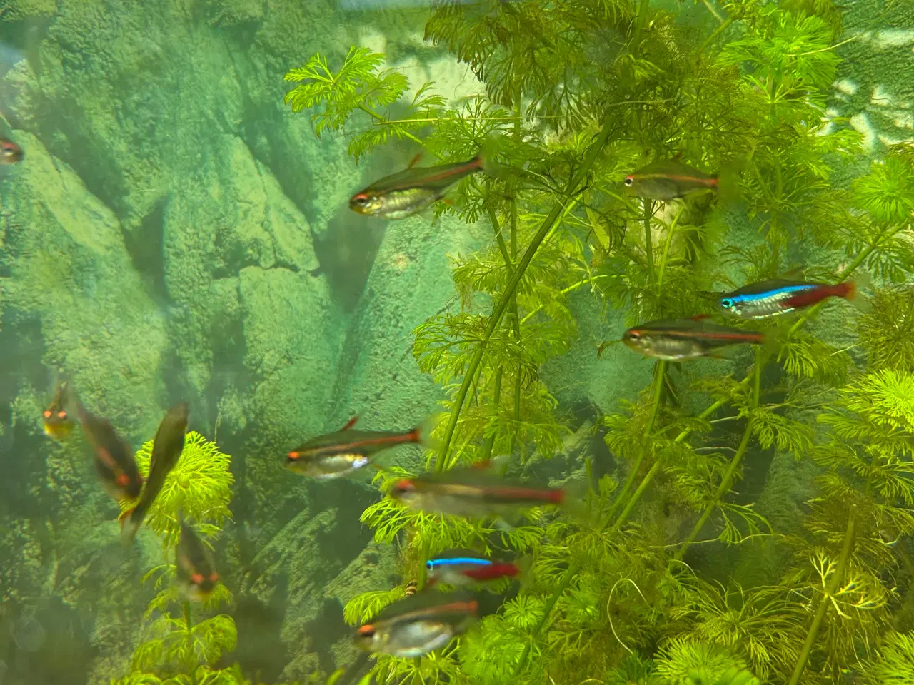 Billede 4 - 🐠 Glødelys Tetra – flotte, sunde stimefisk ✨