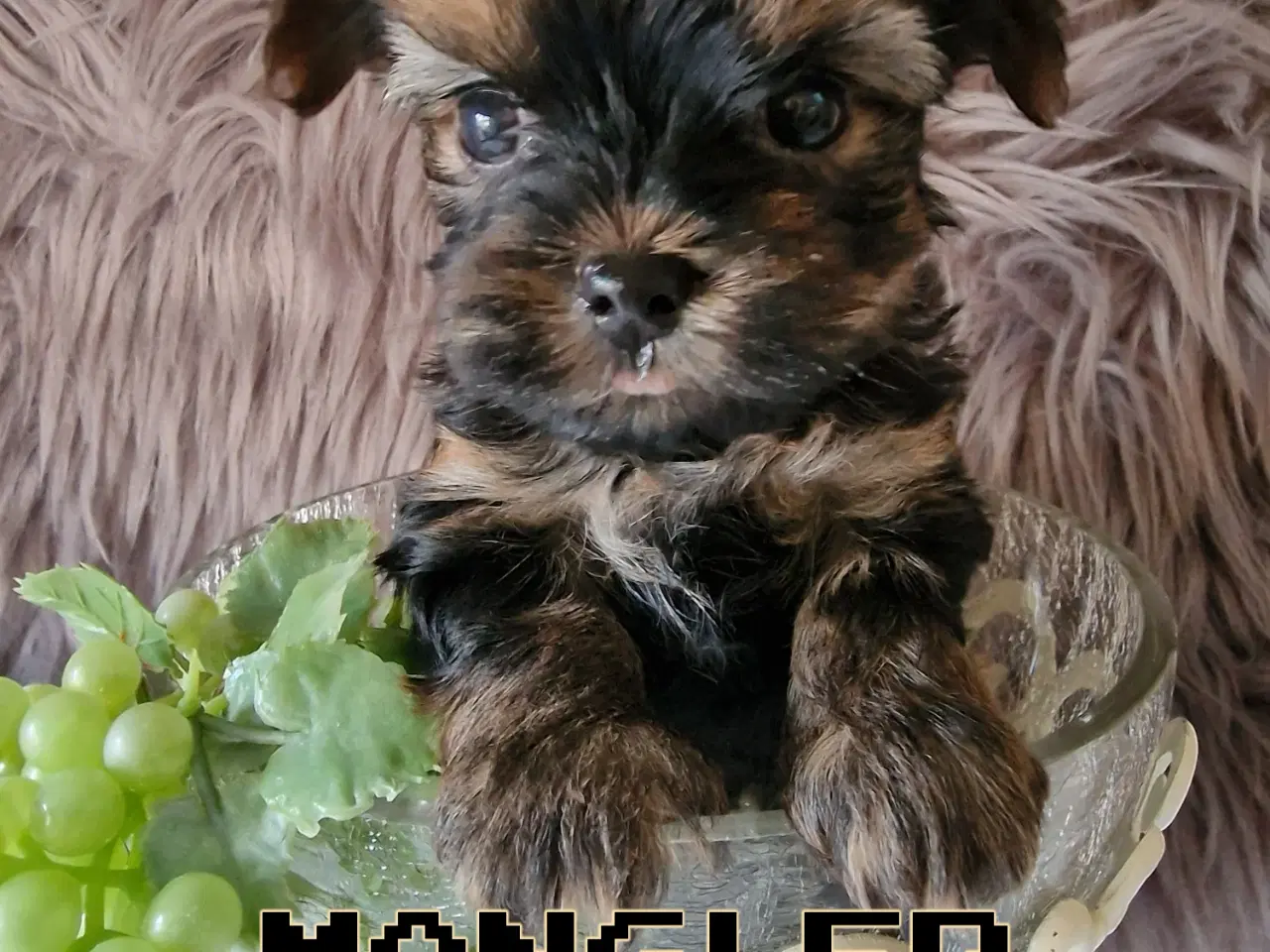 Billede 2 - Meget må Yorkshire Terrier hvalpe