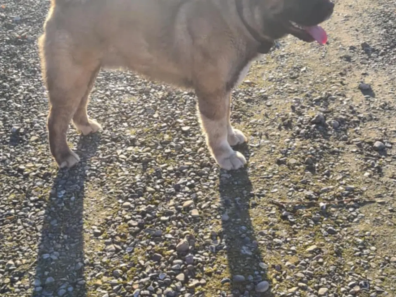 Billede 11 - Hundehvalpe Akita American 