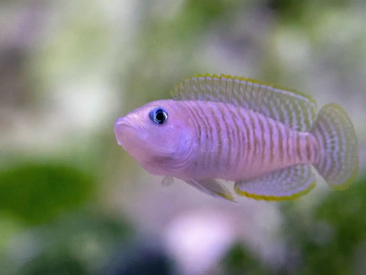 Billede 2 - SneglehusCichlide (Neolamprologus multifasciatus)