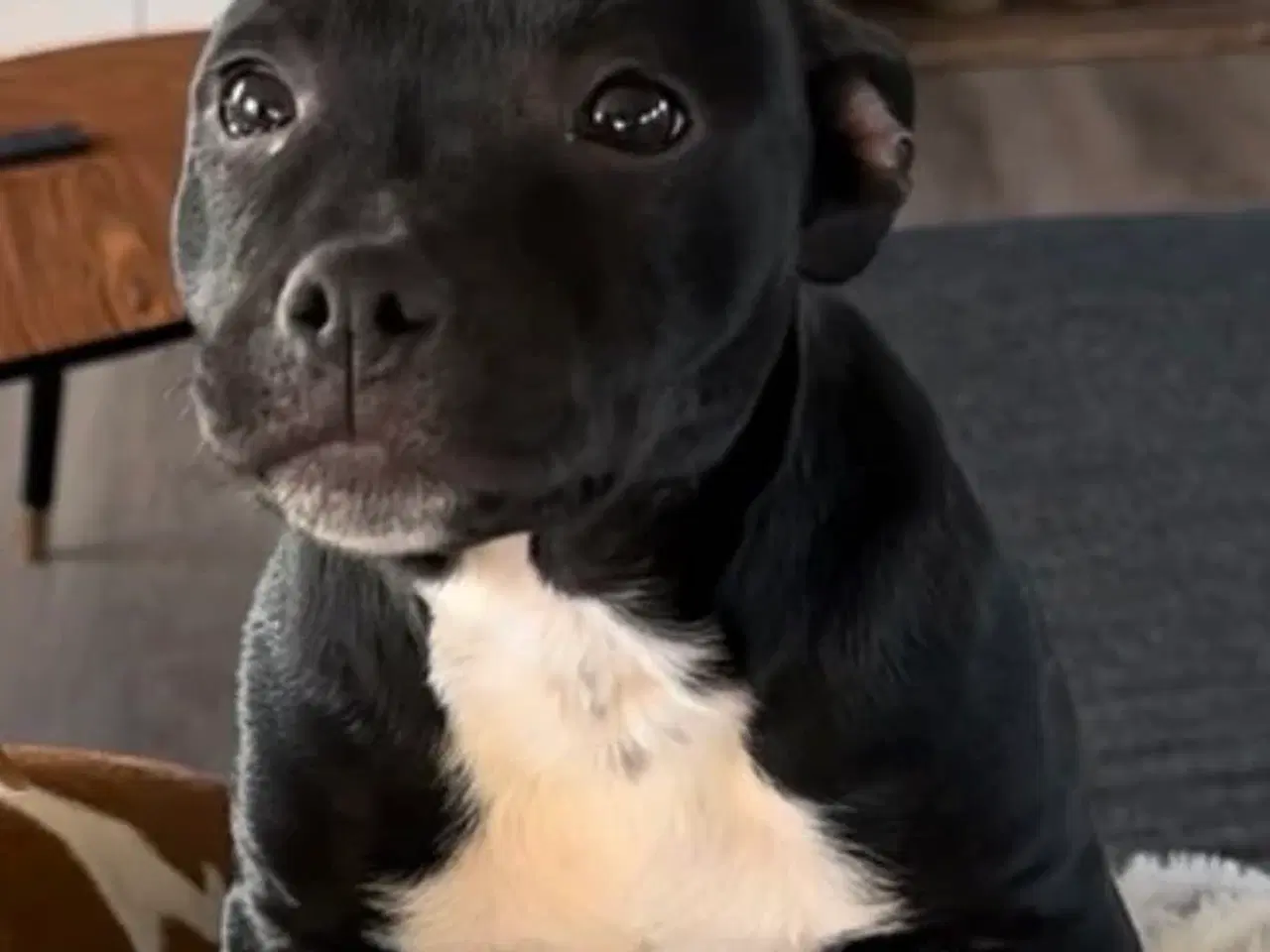 Billede 6 - Staffordshire Bull terrier hvalpe🩵🩷