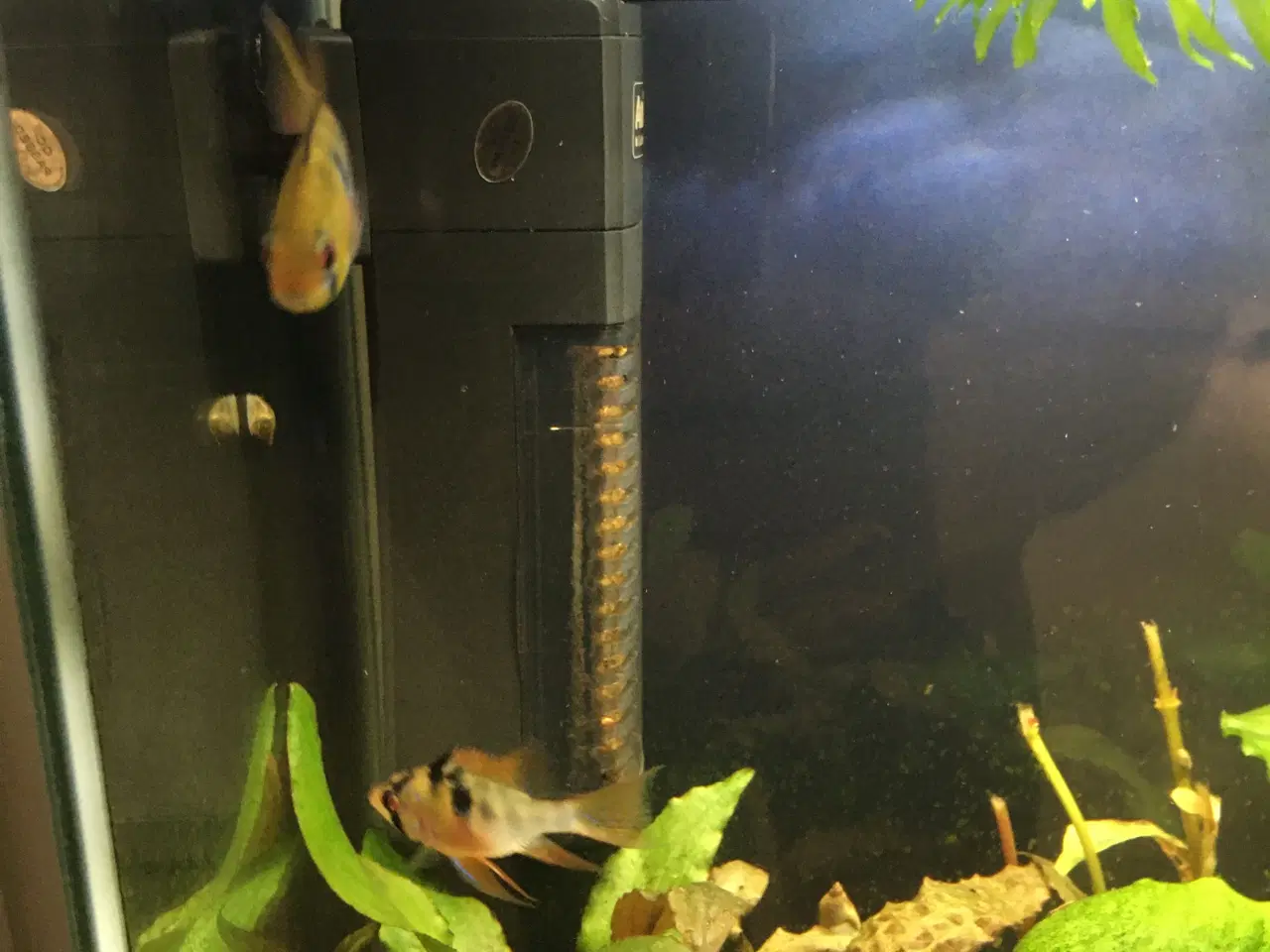 Billede 3 - Sommerfugle cichlide