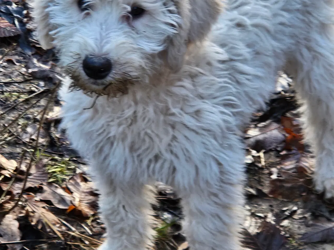 Billede 6 - Labradoodle  hvalpe 1 tæve og hanner