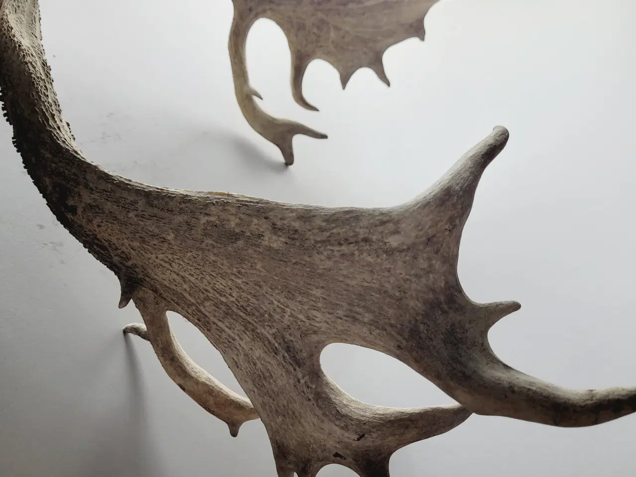 Billede 7 - Stort Dåhjort Trofæ med Fuldskuffel Gevir 