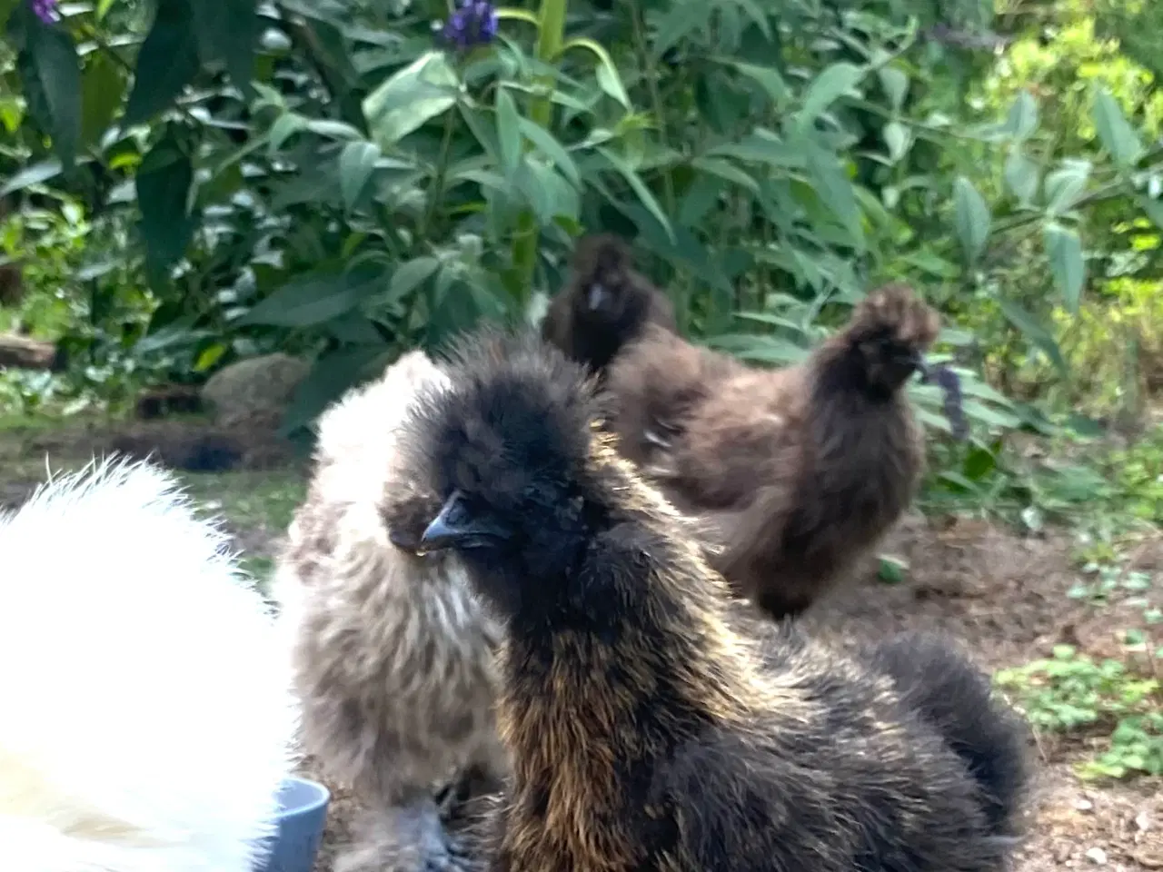 Billede 3 - 5 Silke og Mille Fleur høns