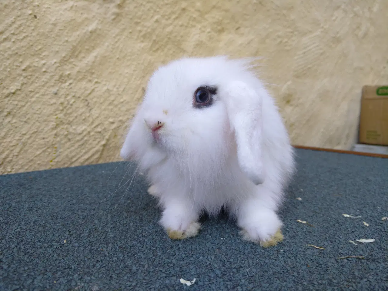Billede 3 - Mini Lop & Mini Lop Løvehoved unger 27/09