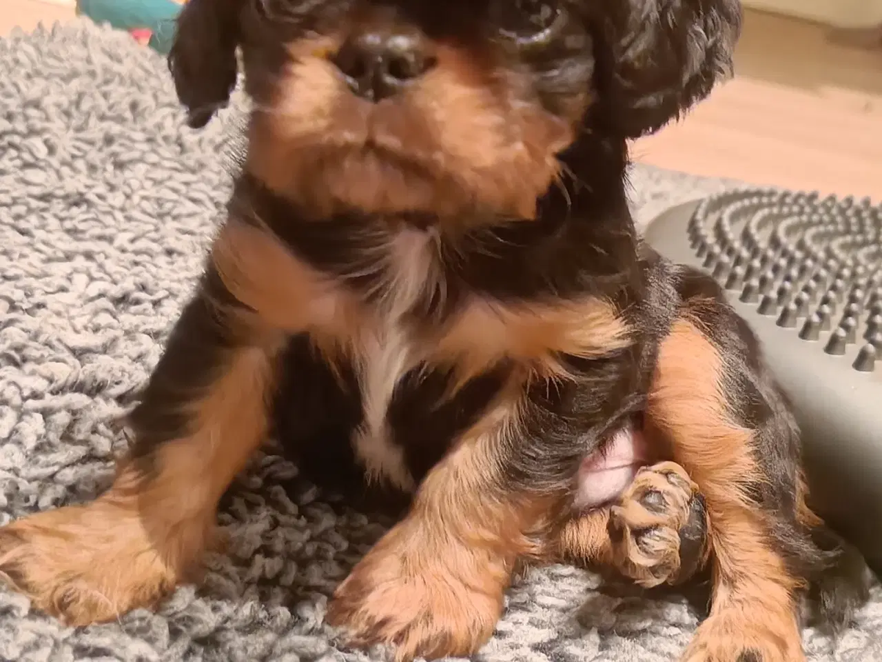 Billede 5 - King Charles Spaniel