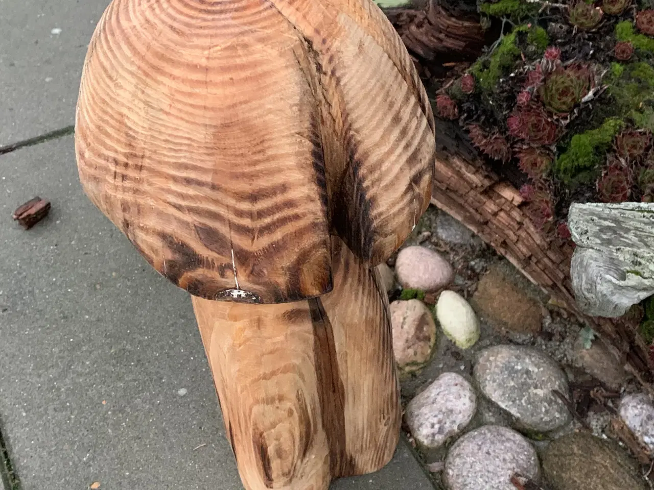 Billede 2 - PADDEHAT / TRÆSVAMP - Ny pris