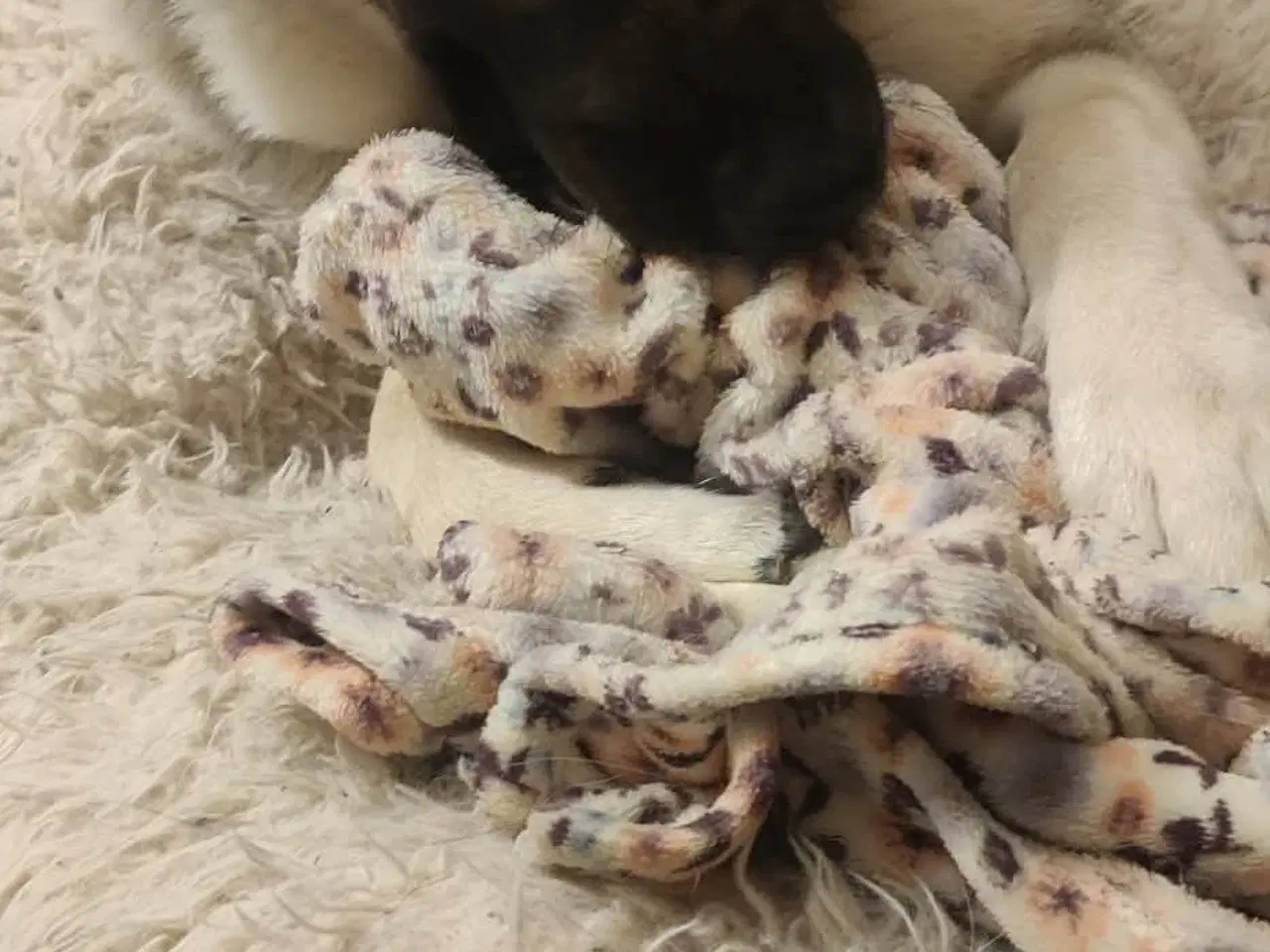 Billede 3 - Coda søger ny hjem 