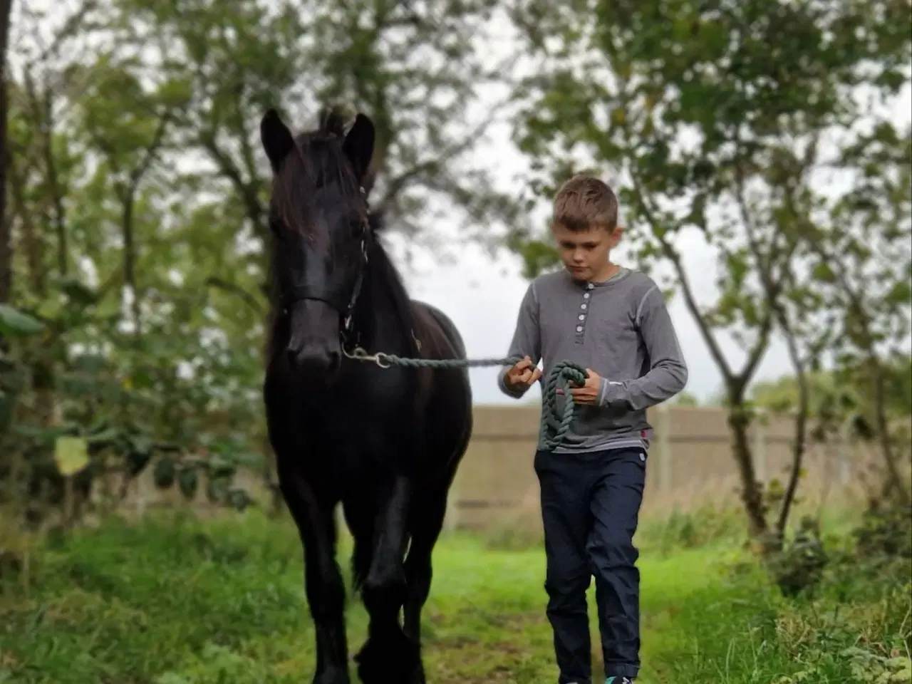 Billede 9 - Fell pony hingst