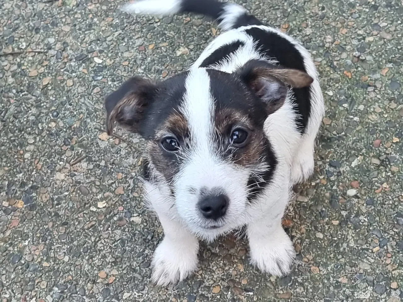 Billede 3 - lav benet Jack Russel terrier hvalpe