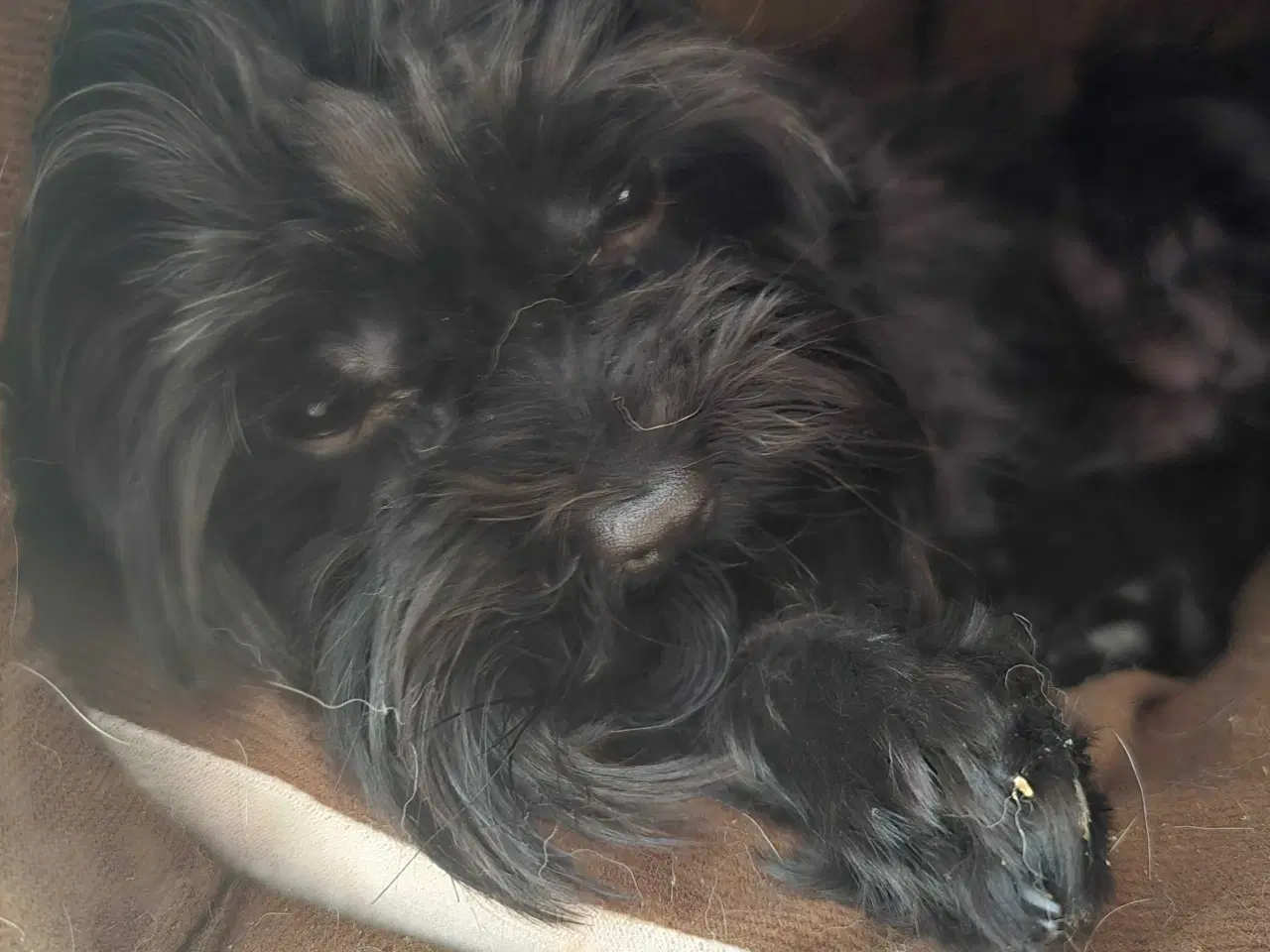 Billede 3 - Yorkshire Terrier 