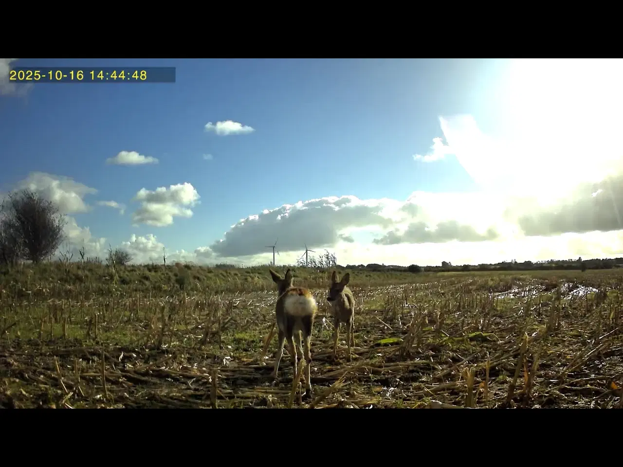 Billede 5 - Live Vildt kamera med app