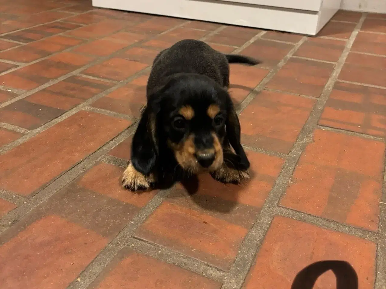 Billede 3 - Cocker spaniel - Blandings hvalpe 