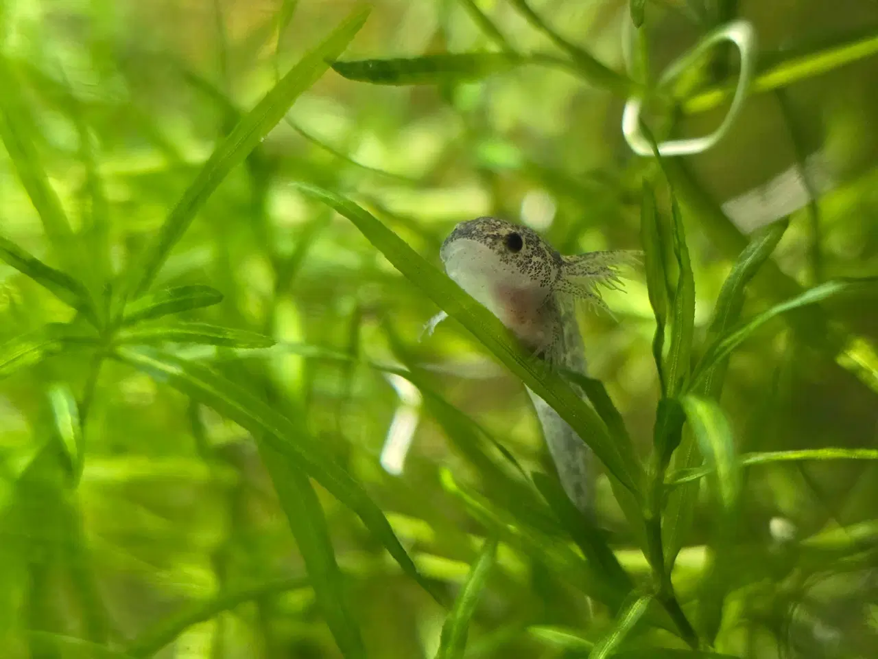 Billede 5 - Axolotl unger fra kendte linjer 