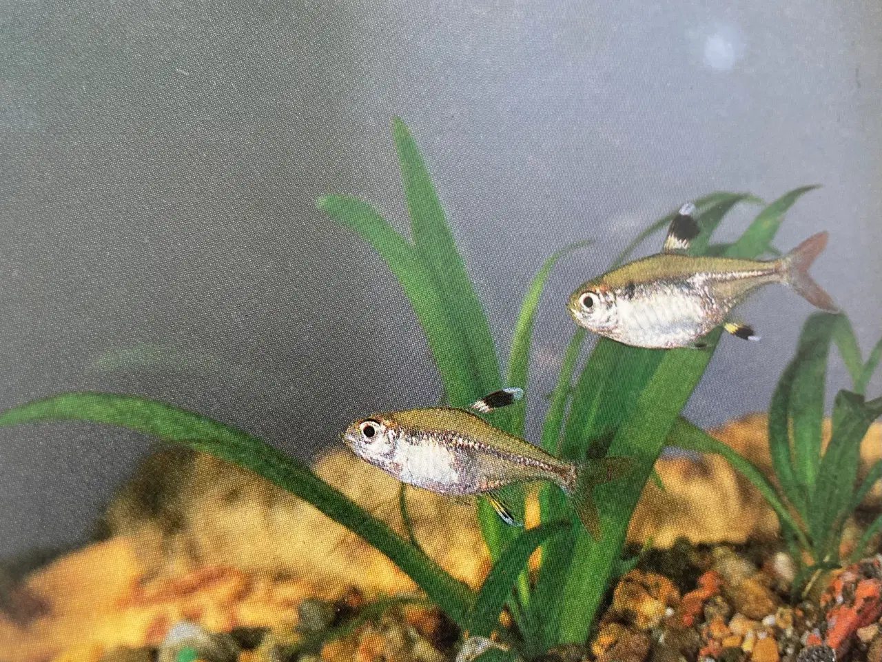 Billede 6 - Akvarie Bogen 