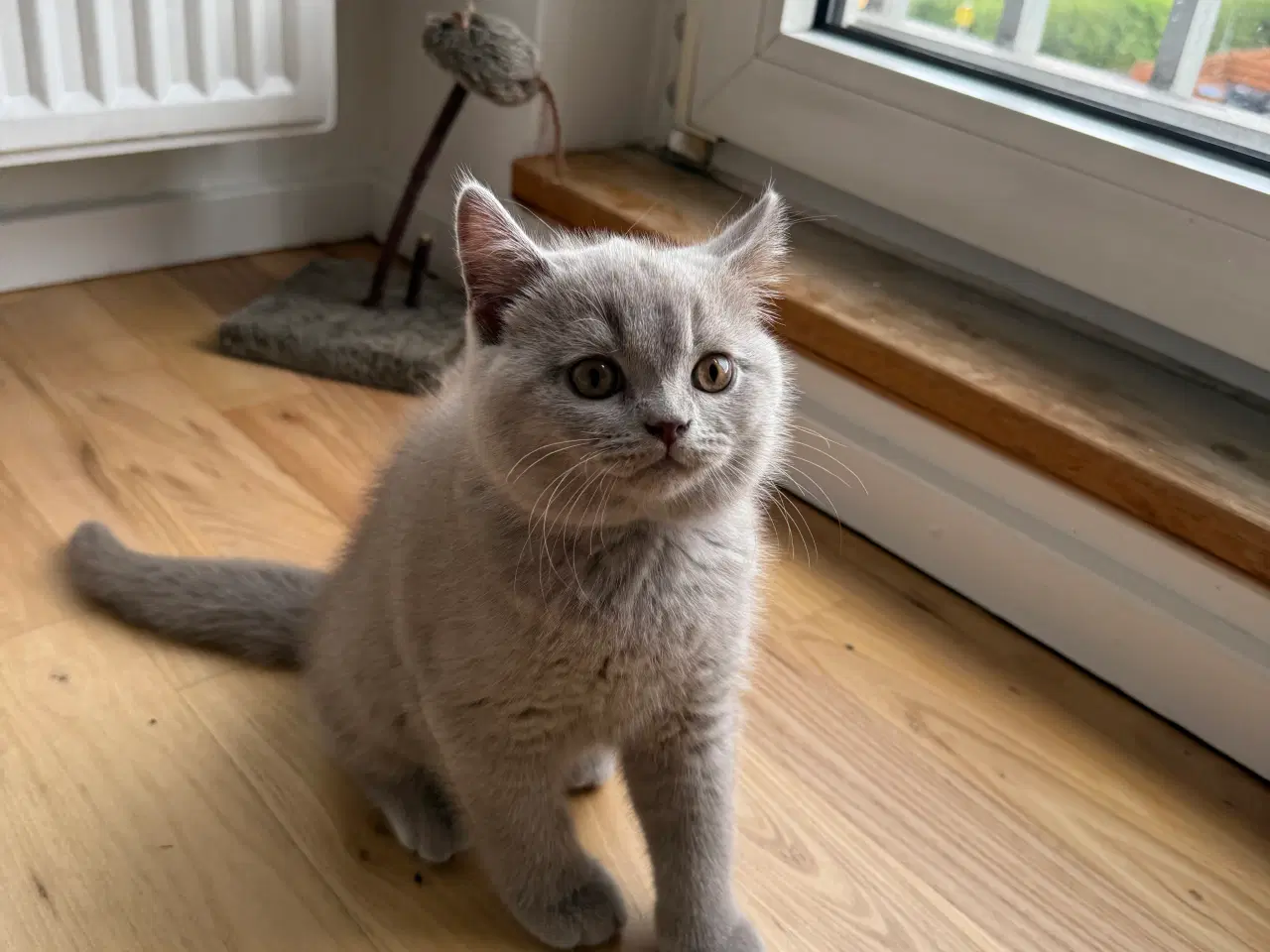 Billede 3 - British Shorthair killinger med stamtavle