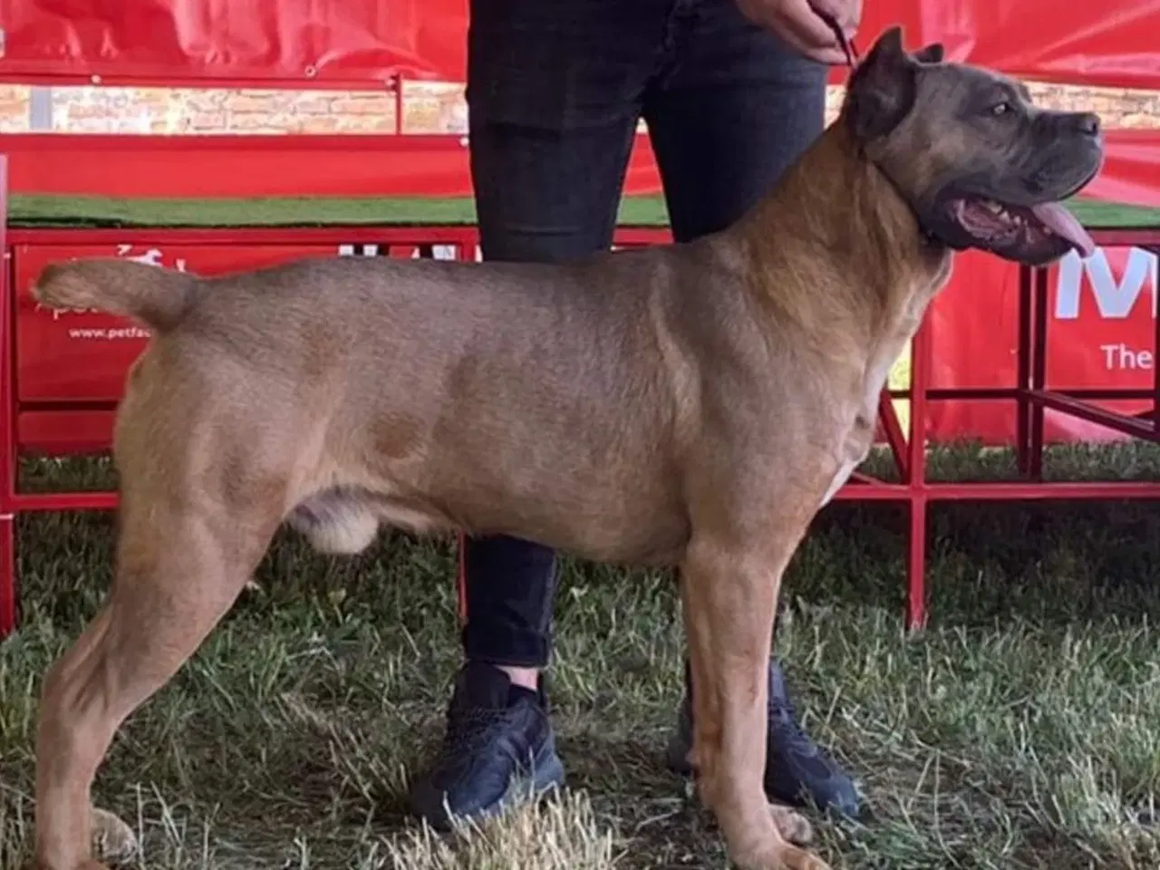 Billede 9 - Cane Corso Hvalpe 