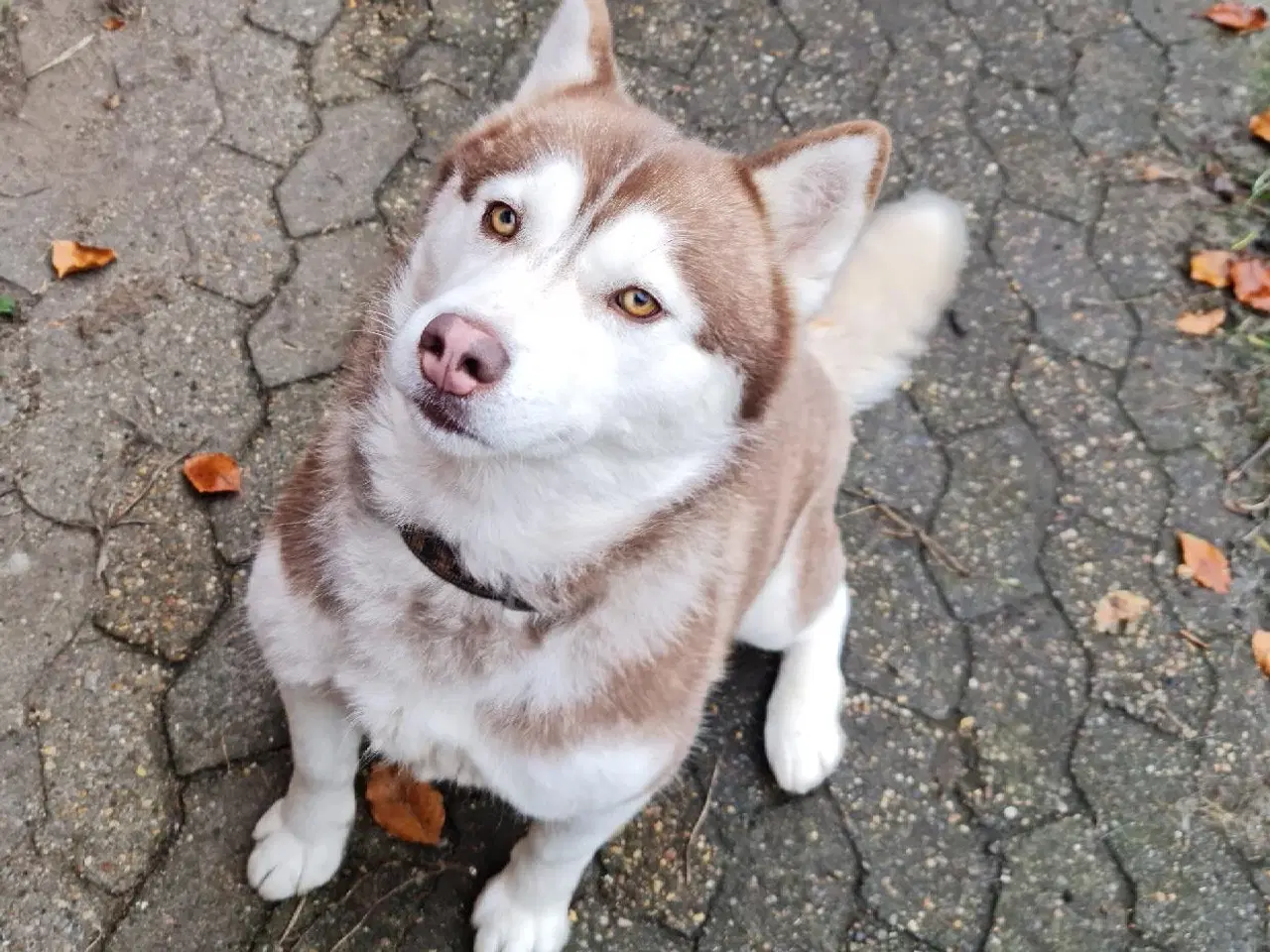 Billede 7 - Dejlig husky pige på 3 år søger nyt hjem