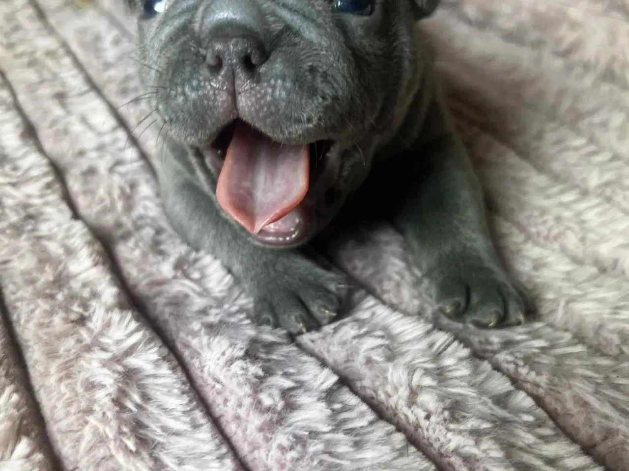 Billede 4 - American bully 