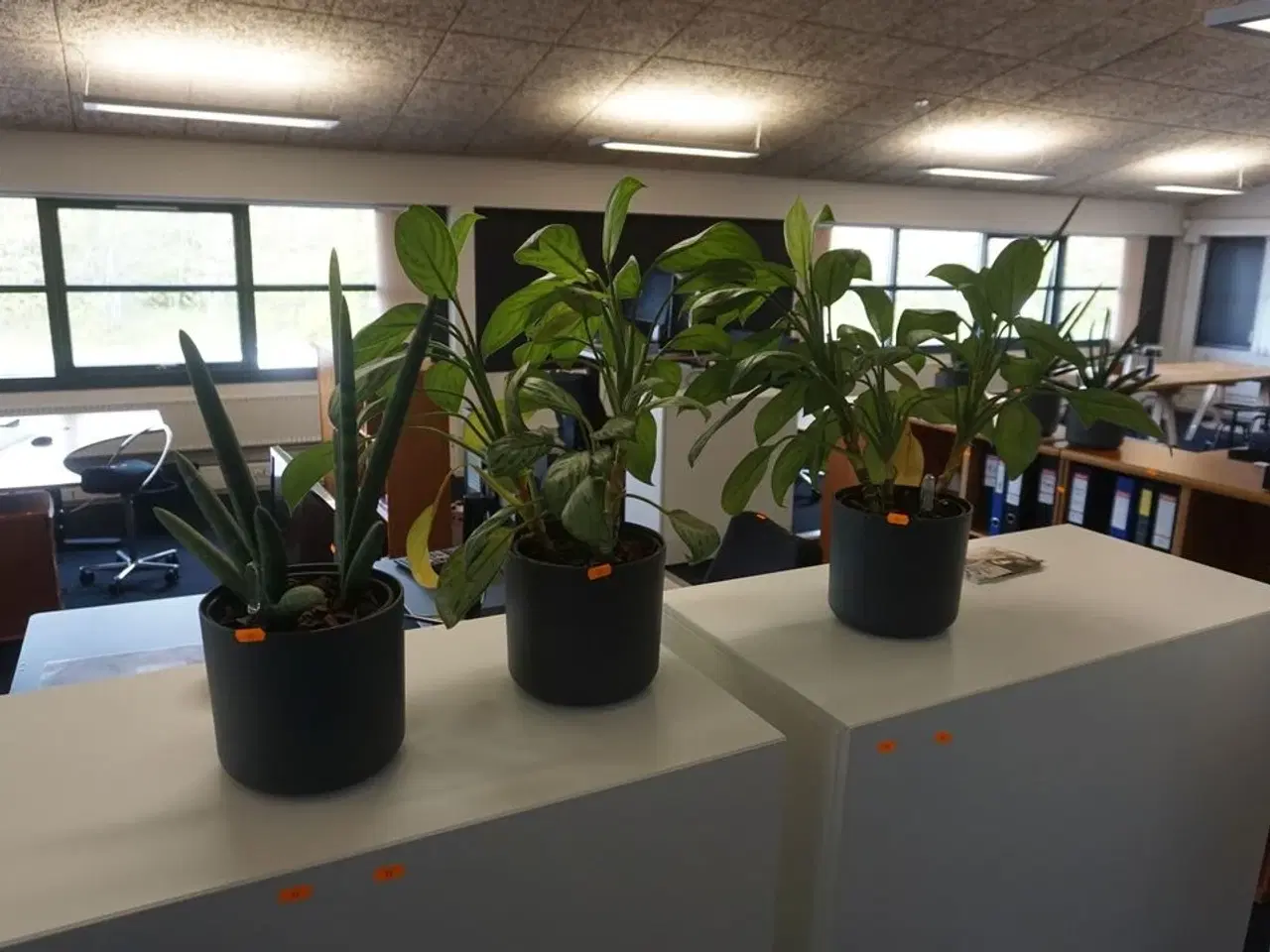 Billede 1 - 3 stk. planter