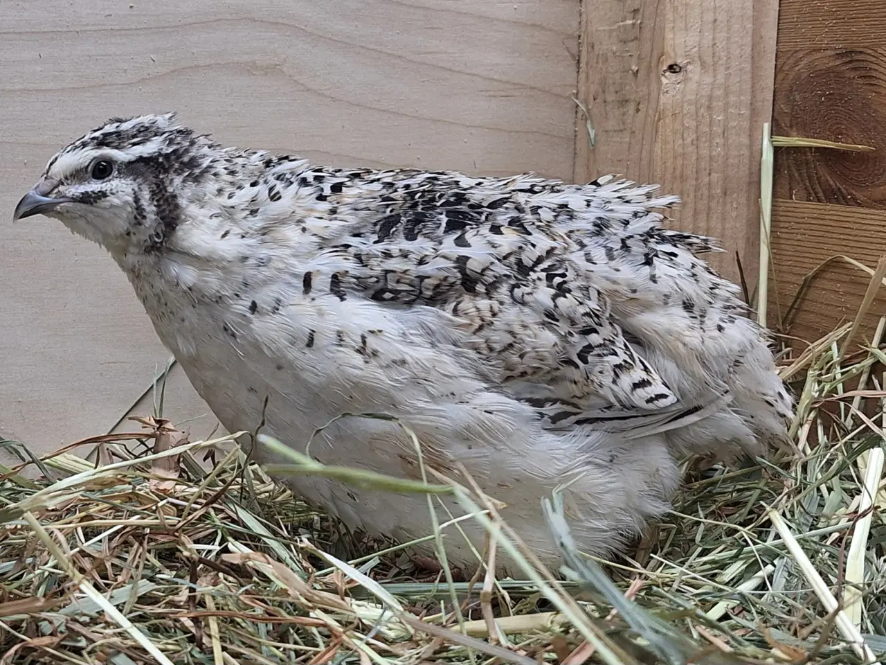 Billede 5 - Store flotte Jumbo Vagtler (sjældne farver)