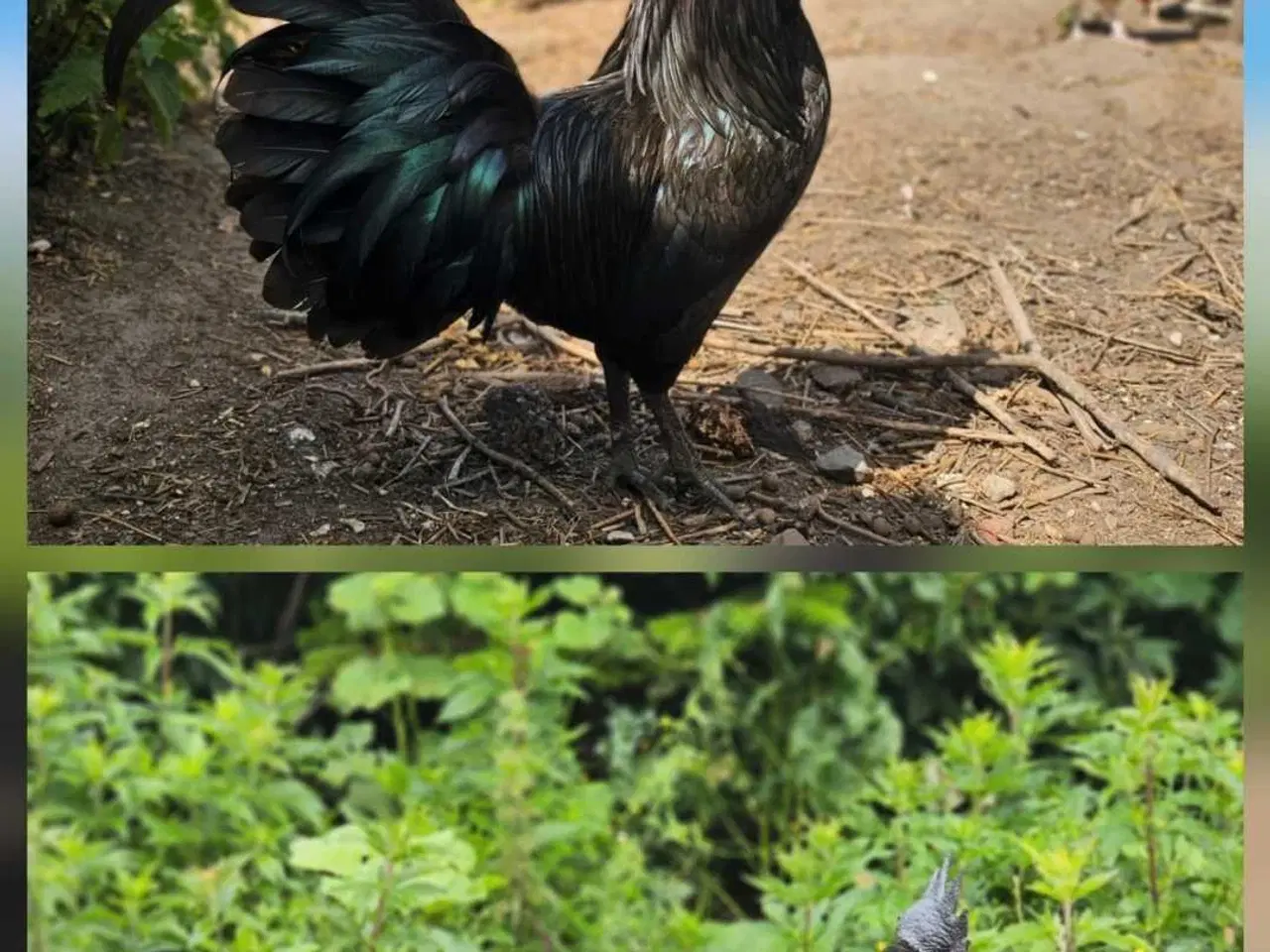 Billede 15 - Ayam Cemani rugeæg 